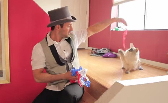 Gatos reagem a truques de magica Gatos reagem a truques de magica